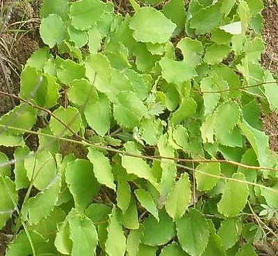 Epimedium P. E.
