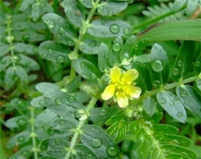 Tribulus Terrestris PE